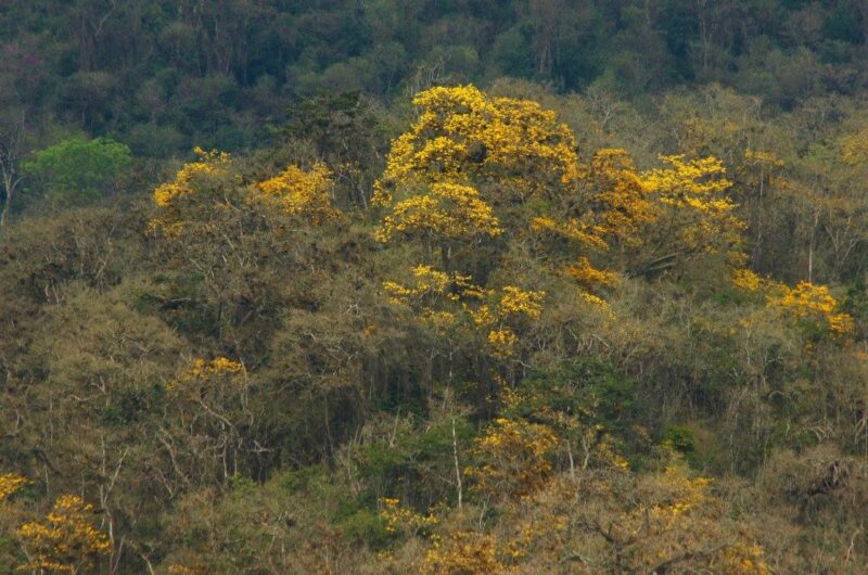 Casas viejas, bosque Foto Jan Korba