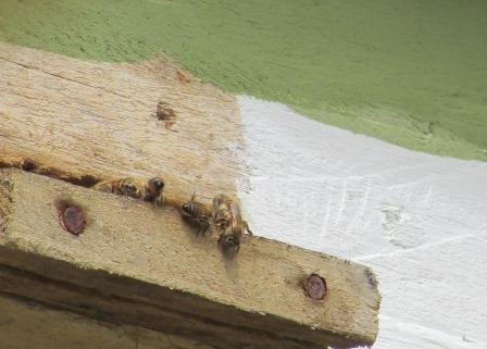 Cantagallo,colmena para producción miel de abeja