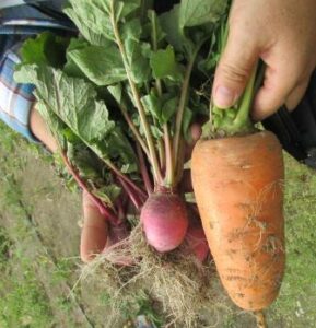 Cantagallo, producción agro-ecológica