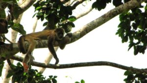 Cantagallo, Monos aulladores