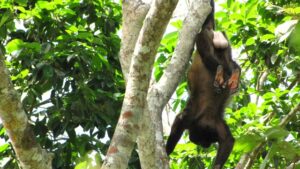 Cantagallo, Monos aulladores