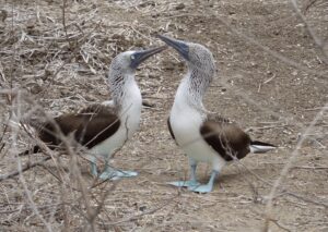 piqueros patas azules