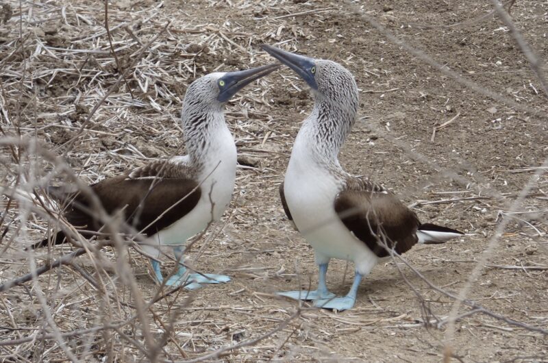 piqueros patas azules