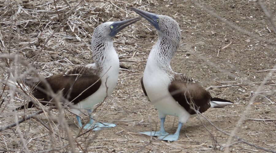 piqueros patas azules