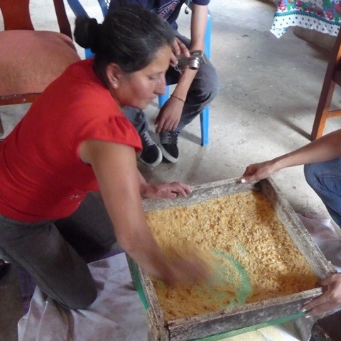 Cerniendo la Harina de maíz, Chade, Manabí, Ecuador