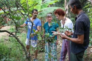 Rutas de la plantas medicinales con el curandero de Pisloy