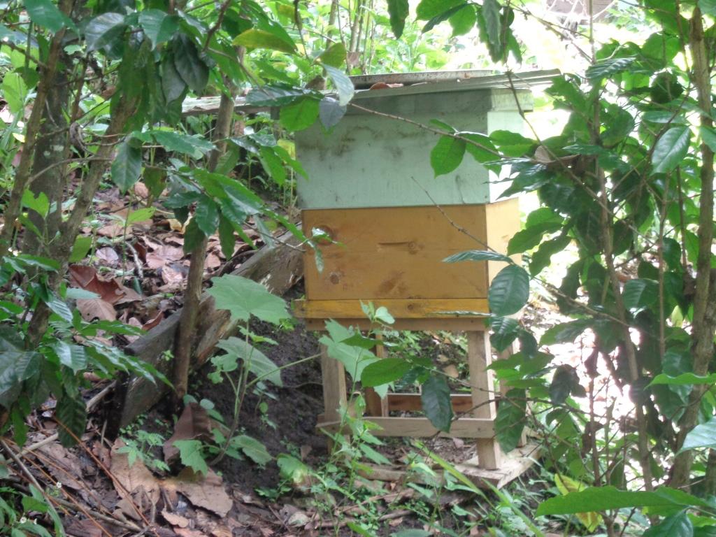 Desarollando la apicultura para preservar la biodiversidad y crear nuevas formas de ingresos económicos