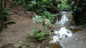 Riachuelo en San Francisco de Paján