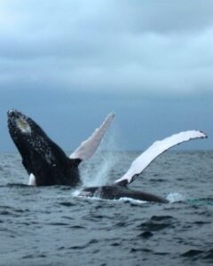 Ballenas Jorobadas