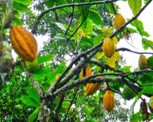 Árbol de cacao