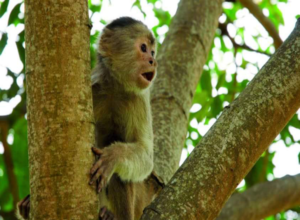 Observación de monos en la Reserva ecológica Manglares Churrute