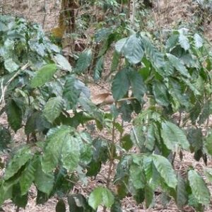 Árbol de café